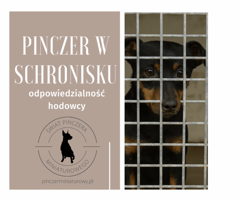 Odpowiedzialność hodowcy po sprzedaży — moralny obowiązek