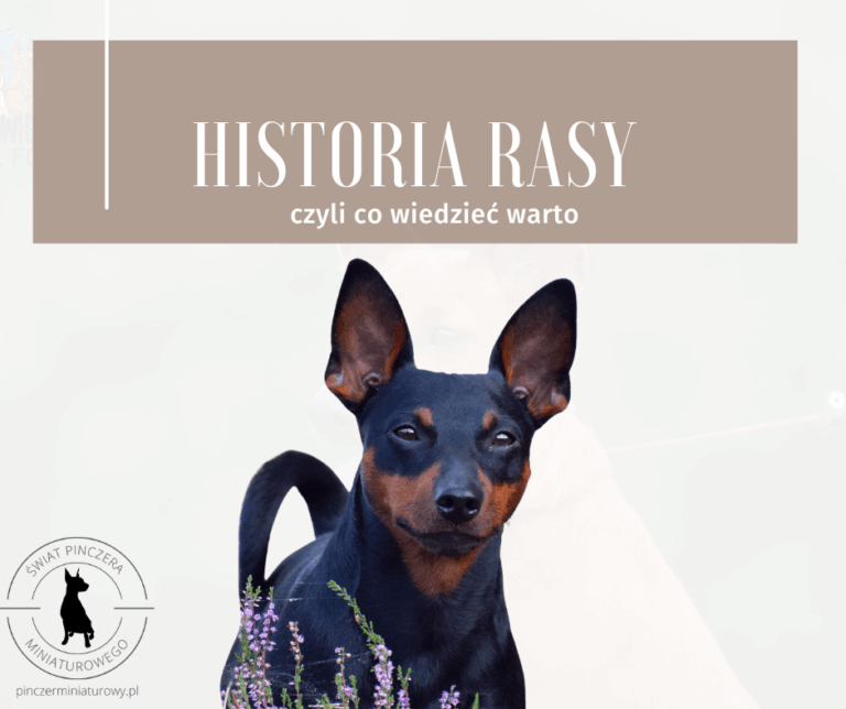 Krótka historia rasy