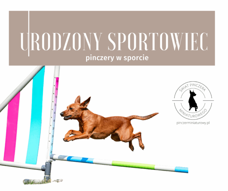 Sporty dla pinczera miniaturowego – mały pies, wielki potencjał
