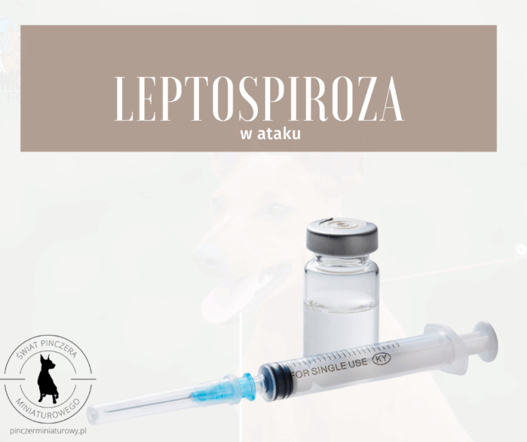 Leptospiroza – groźna choroba w natarciu